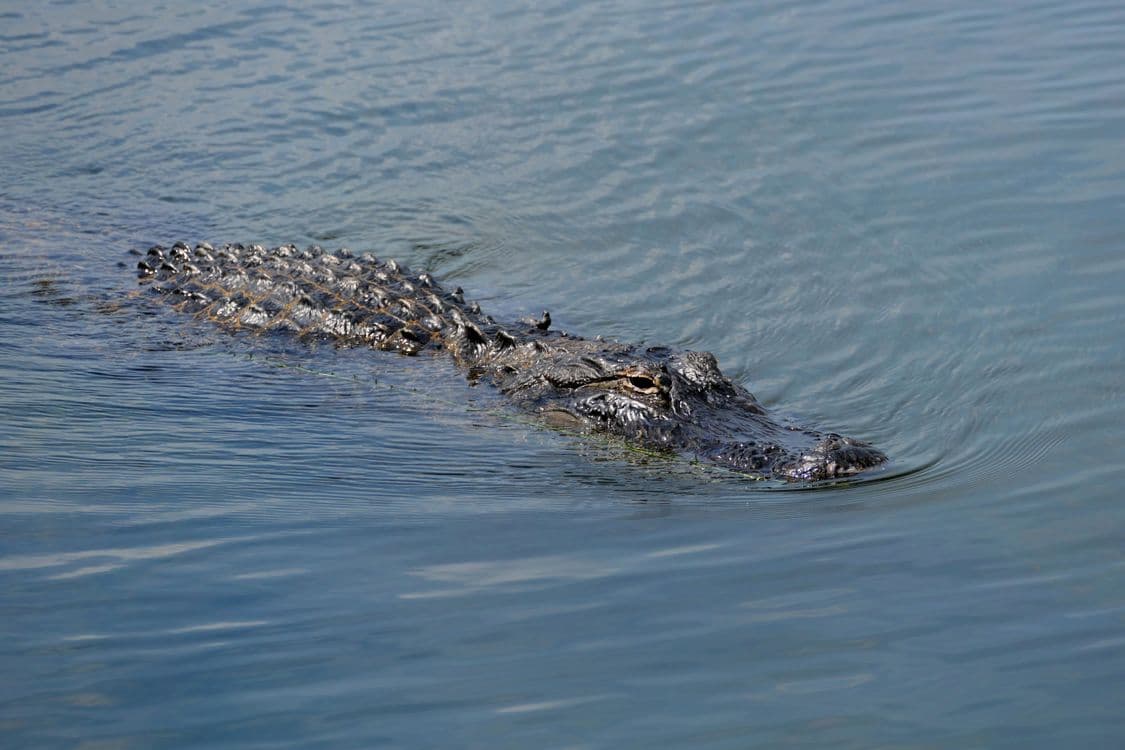 Miami Airport (MIA) to the Everglades: How to Get There, Entrances & Airboat Day Trips